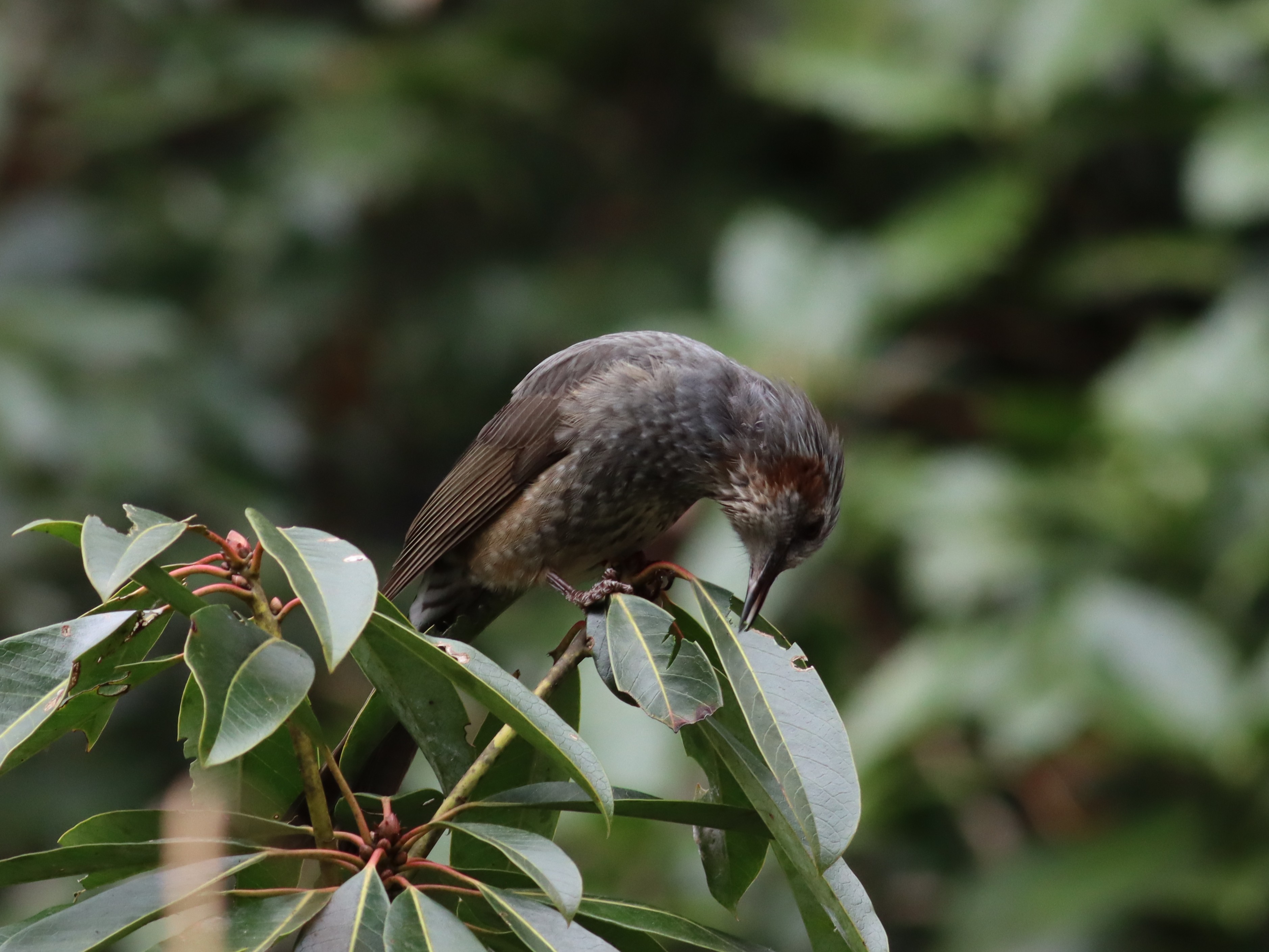 草喰うヒヨドリ